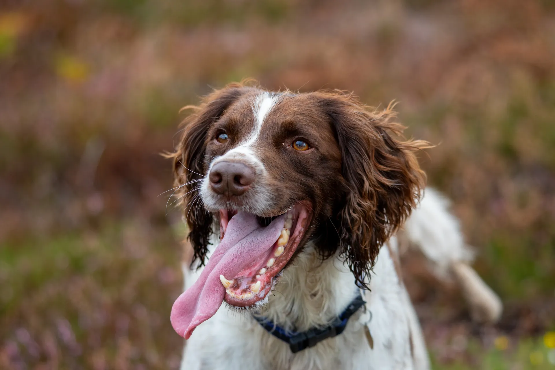 Home Page Background